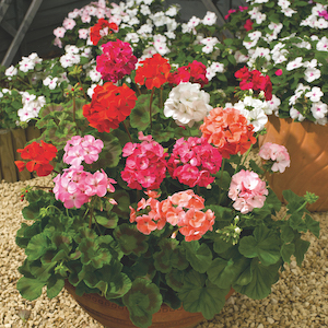 Geranium F2 Super Hybrid Mix from Suttons