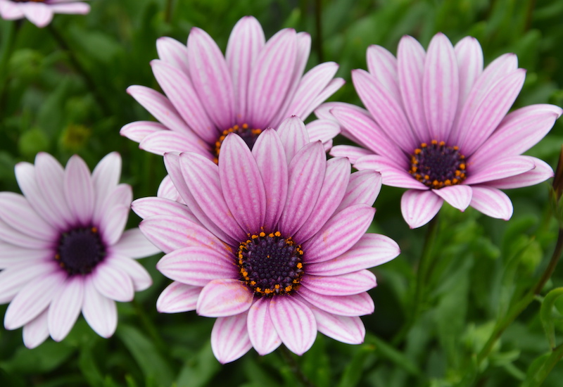 Osteospermum ‘Pink Blush’ from Suttons