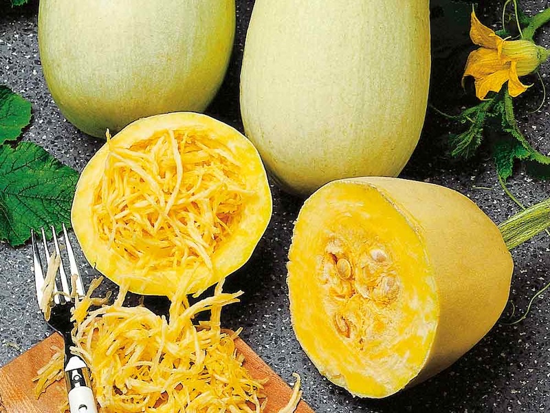 vegetable spaghetti squash pasta plant