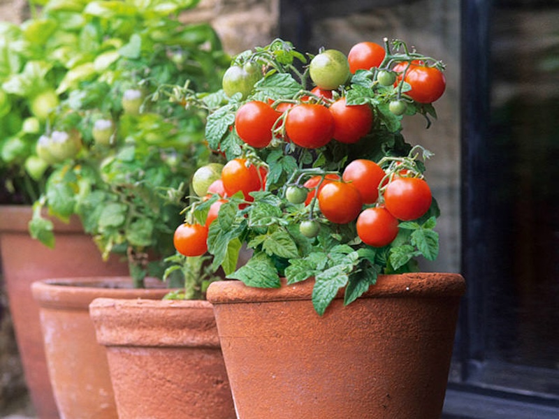 table top tomato