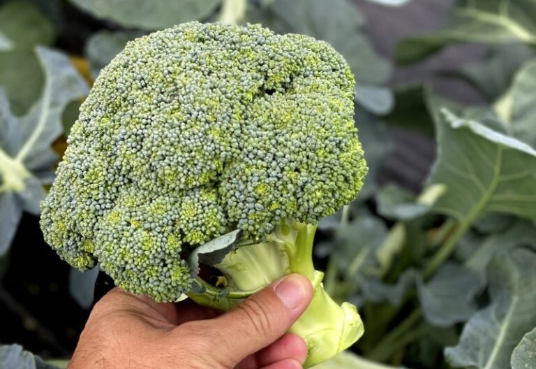How to grow broccoli