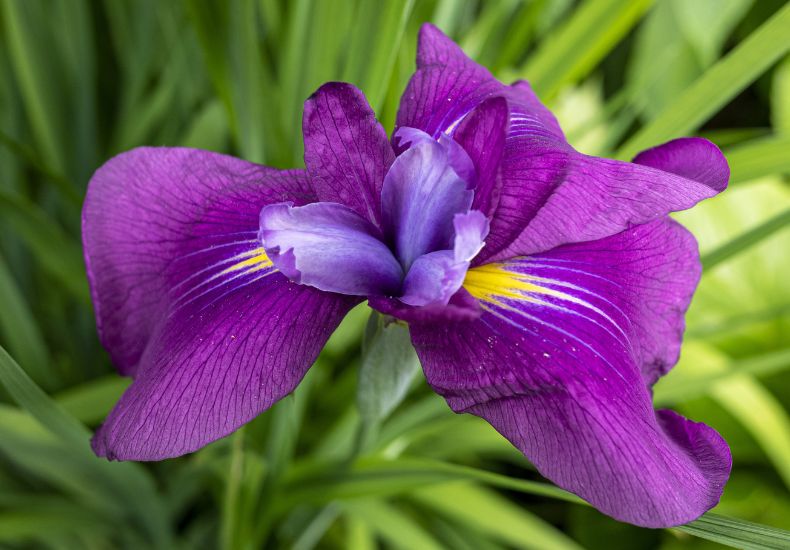 Close-up of a purple Japanese iris flower, ideal for planting near ponds or in bog gardens.