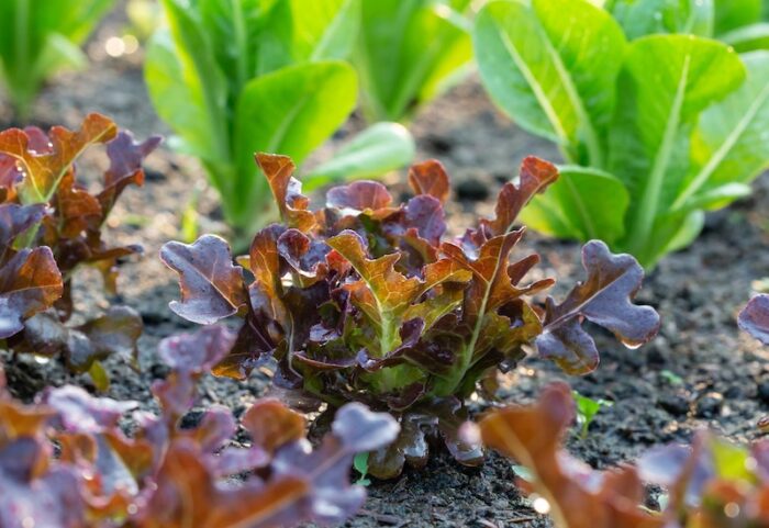 lettuce-redsalad.jpg