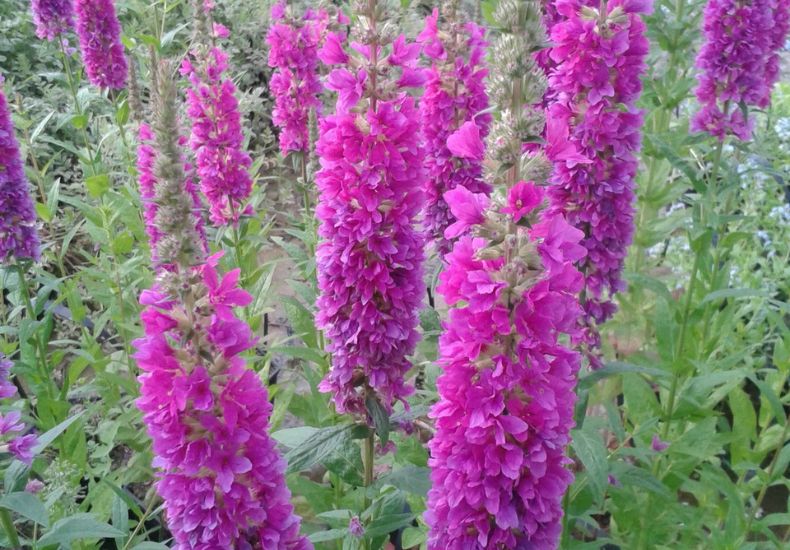 Tall purple flower spikes of Purple Loosestrife ‘Robert’ rising above green foliage.