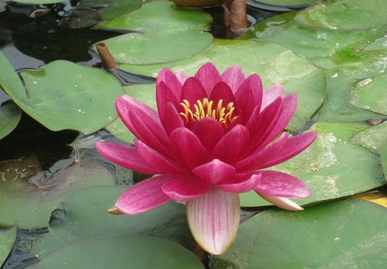 Close-up of a red waterlily in bloom, floating beside green lily pads on still water.