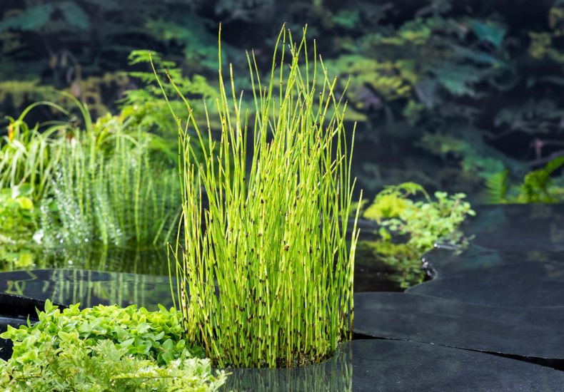 Barred Horsetail in a pond.