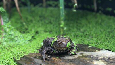 Best expert advice on creating a wildlife pond