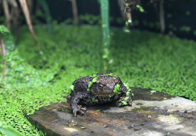 Toad climbing a wooden plank out of a pond covered in green duckweed.