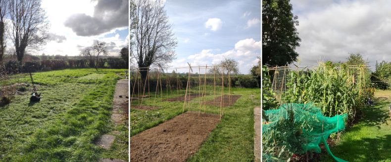 Alex Smith's lawn transformed into a thriving veg patch.
