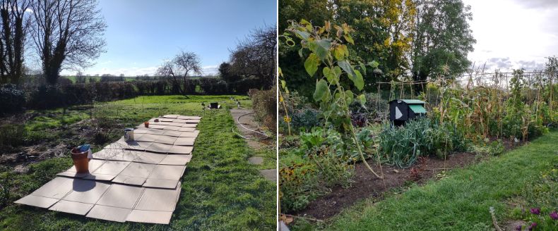 Cardboard on a lawn as part of the do dog gardening process and the same lawn transformed into a thriving veg patch.