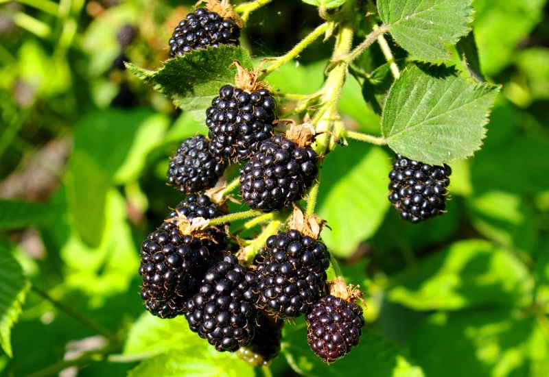 Blackberry 'Triple Crown'