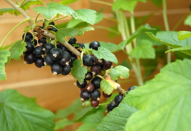 Blackcurrant 'Ebony'