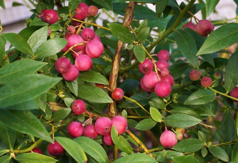 Blueberry 'Pink Lemonade'