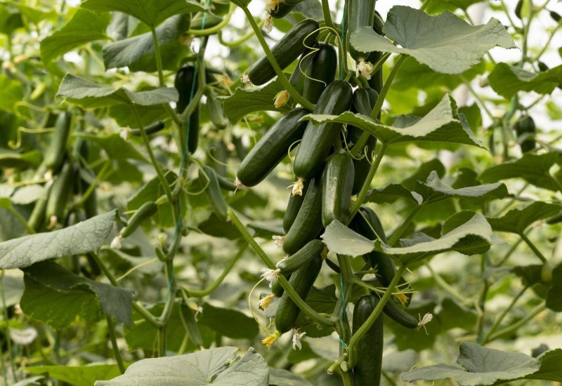 cucumber ayda
