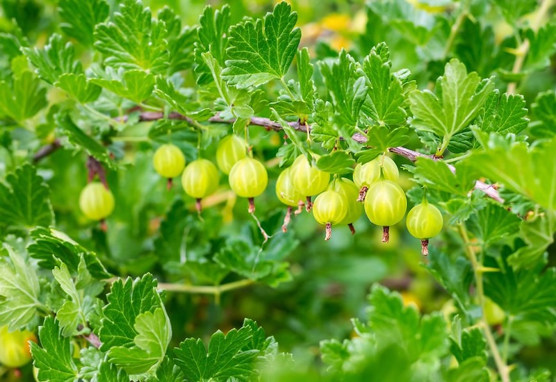 Gooseberry 'Giggles Green'