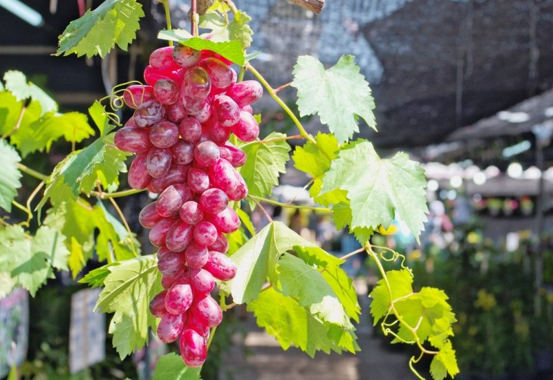 Grape 'Flame' (Grafted)