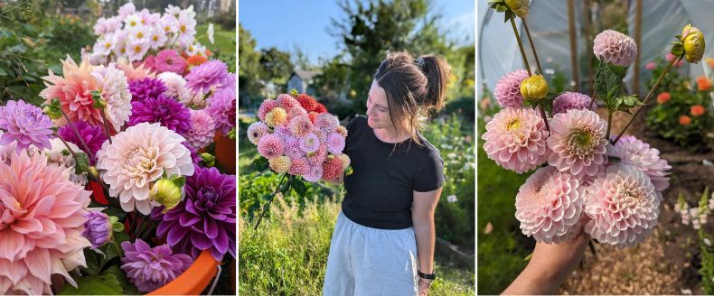 Pink, purple and orange dahlia flowers