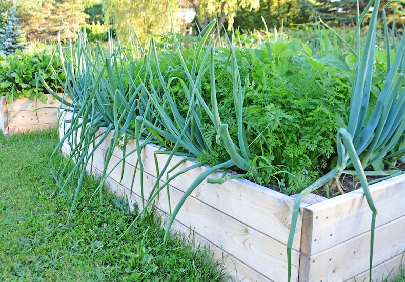 raised bed succession planting