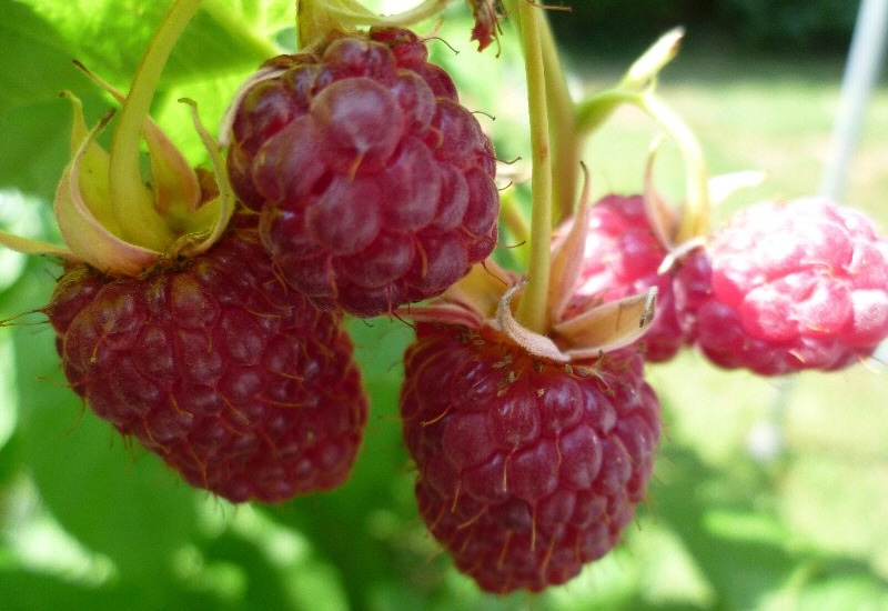 Raspberry 'Joan J'