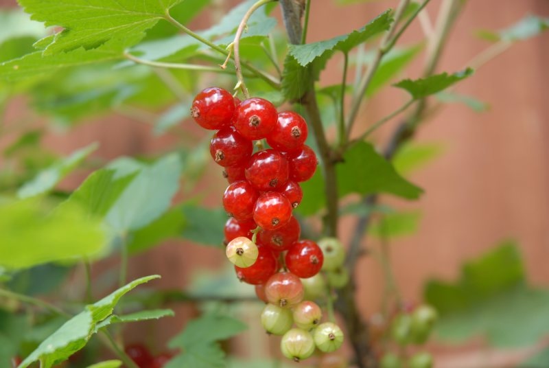 redcurrant jonkheer
