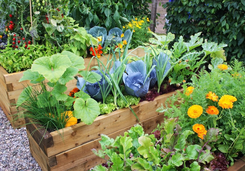 small space succession planting
