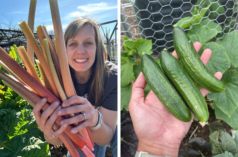 Rhubarb and peas grow on Jess's allotment.