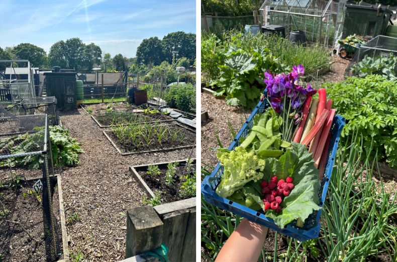 Fresh crops growing in beds on Jess's allotment.