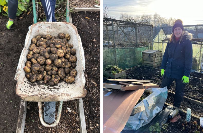 Homegrown potatoes in a wheelbarrow.