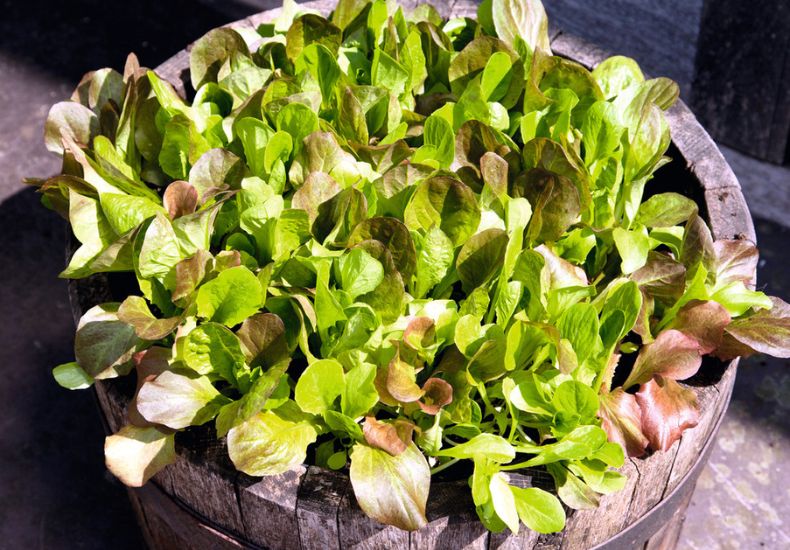 Cos Lettuce Mix in barrel planter