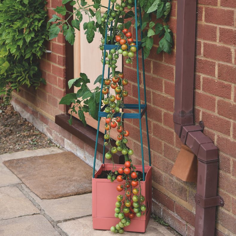 Self-Watering Tomato Tow