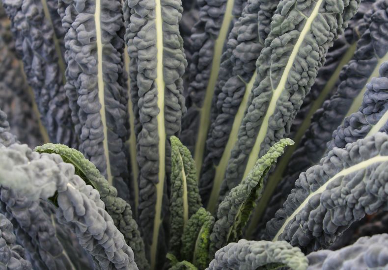 Kale 'Cobra' F1 leaves