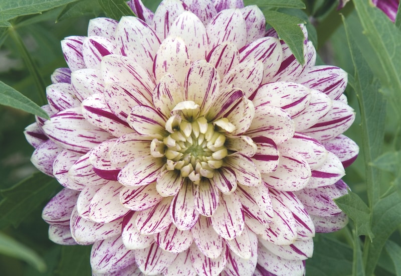 Dahlia ‘Smokey’ from Suttons