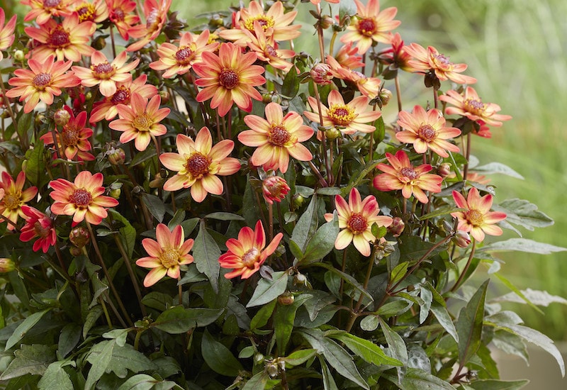 Dahlia 'Star Wars' from Suttons