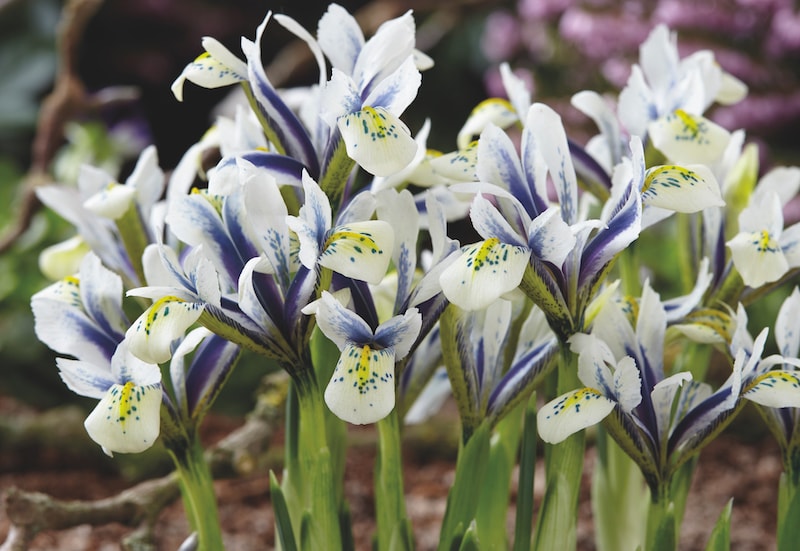Iris 'Eyecatcher' from Suttons