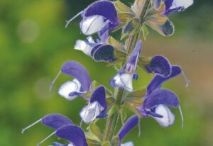 Salvia pratensis 'Madeline'
