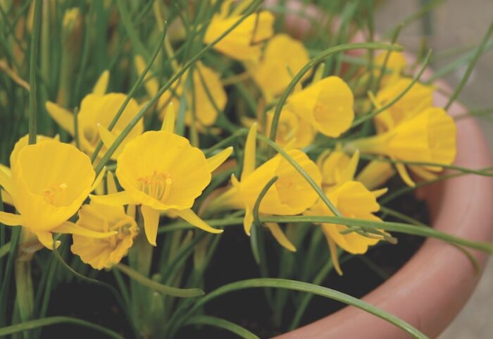 suttons-bulbs-narcissus-golden-bells.jpg