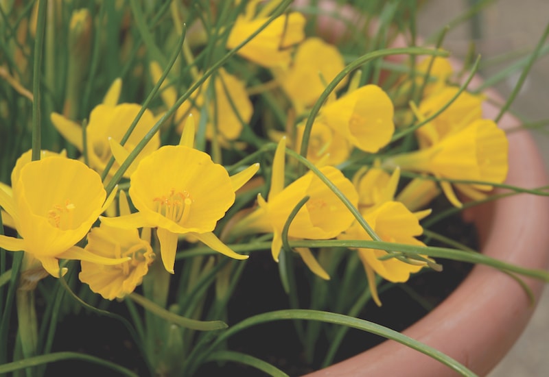 Narcissus 'Golden Bells' from Suttons