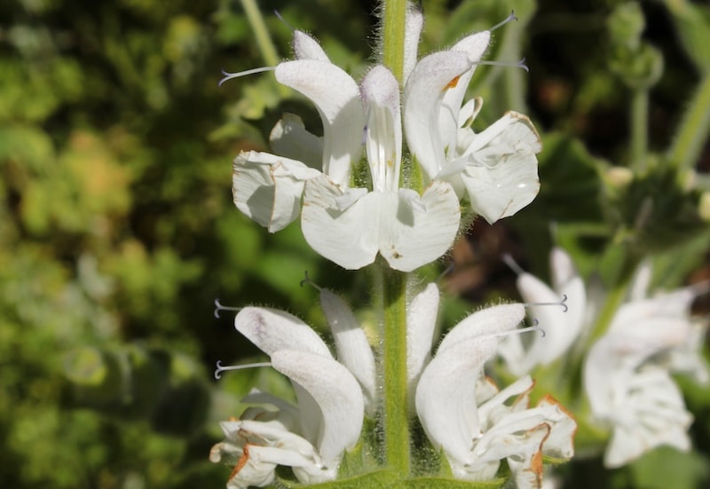 Salvia argentea 'Artemis'