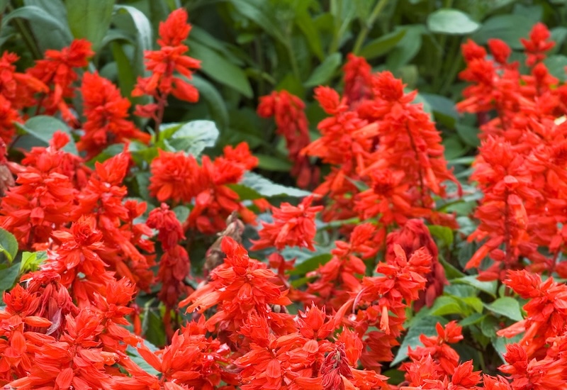 'Blaze of Fire'