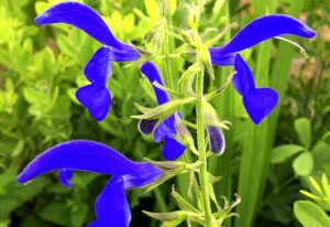 Salvia patens ‘Blue Angel’