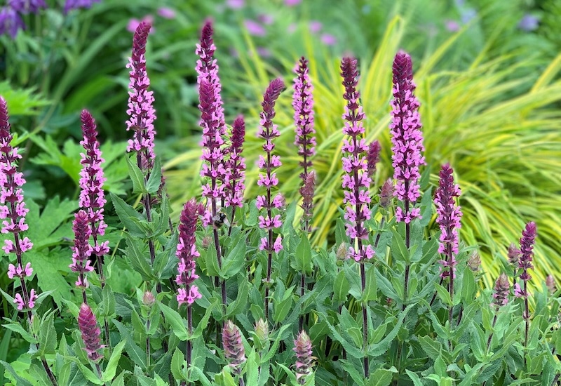 'Caradonna Pink Inspiration'