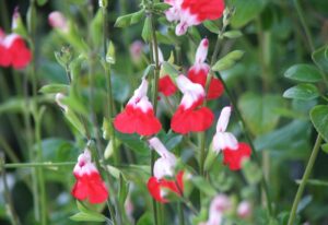 Salvia ‘Hot Lips’