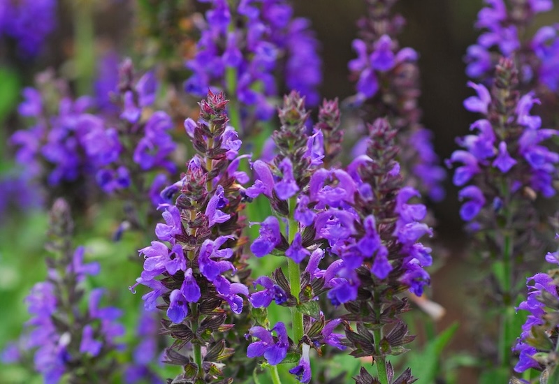 Salvia nemorosa 'Marcus'