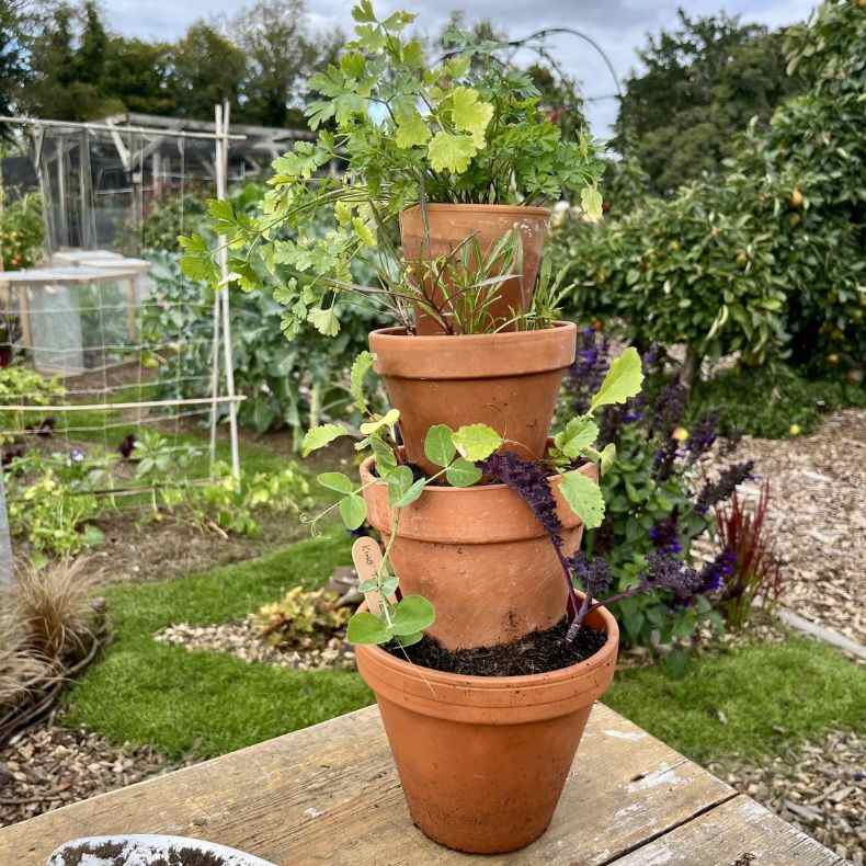 Terracotta pots stacked vertically to grow herbs 