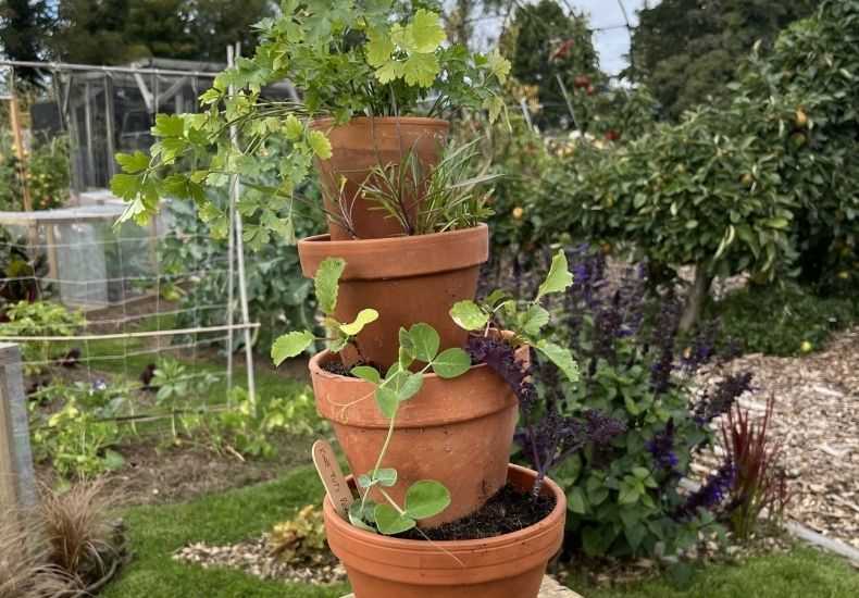 Vertical veg growing in stacked terracotta pots