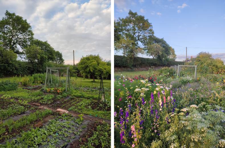 Allotment beds at the planting and flowering stages 