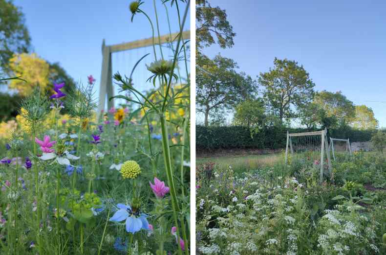 A huge array of flowers blooming on Ellens allotment