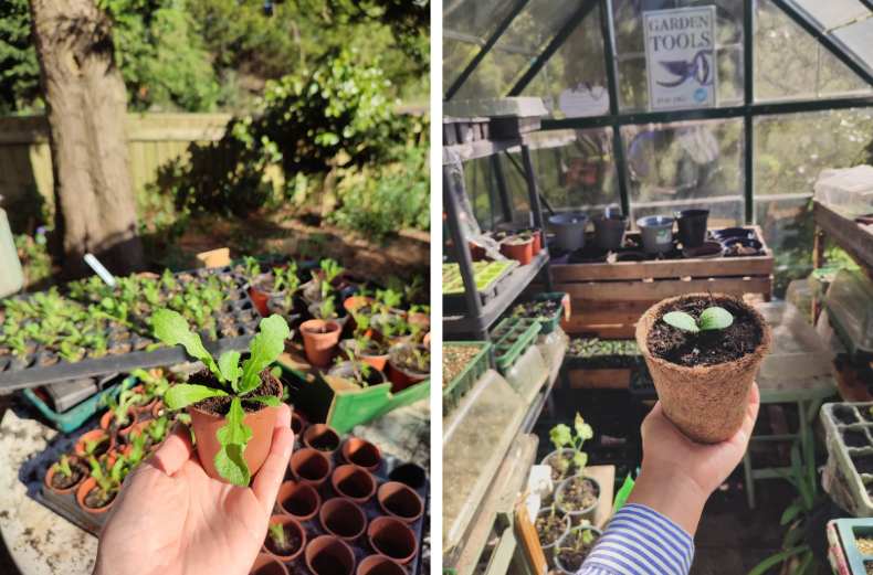 Pots and trays of plug plants grown from seed