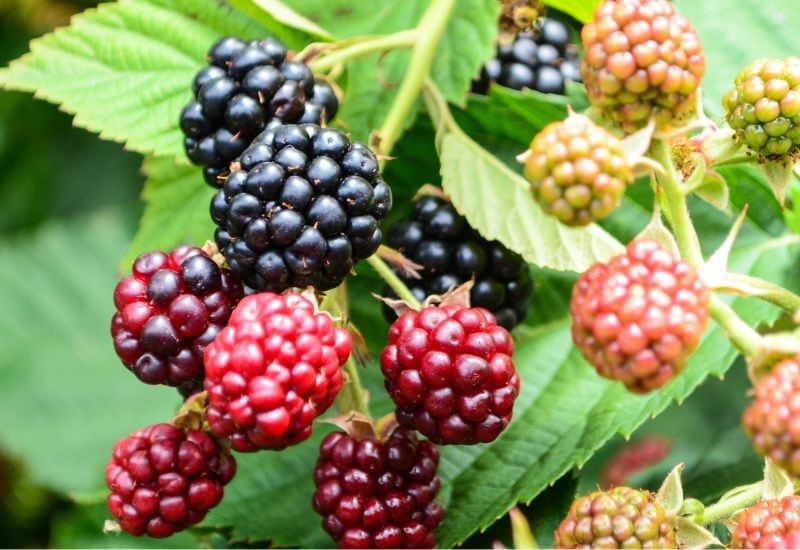 Closeup black and red lowberry