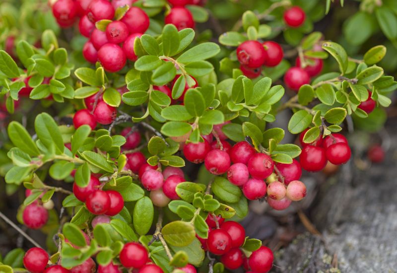 Closeup of red mountain cranberry